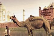 Free 2-Category Upgrade on Silversea Cruises Free 2-Category Upgrade on Silversea Cruises