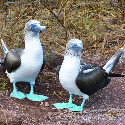 Silversea Cruises - Galapagos All-Inclusive