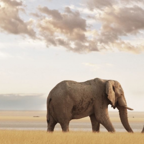 Silversea Cruises Amazing Africa Silversea Cruises Amazing Africa