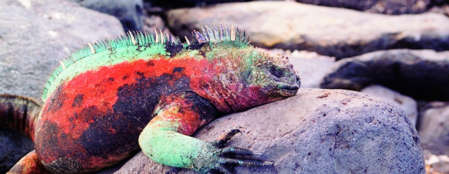 Silversea Cruises to the Galapagos Cruise | Cruises to the Galapagos
