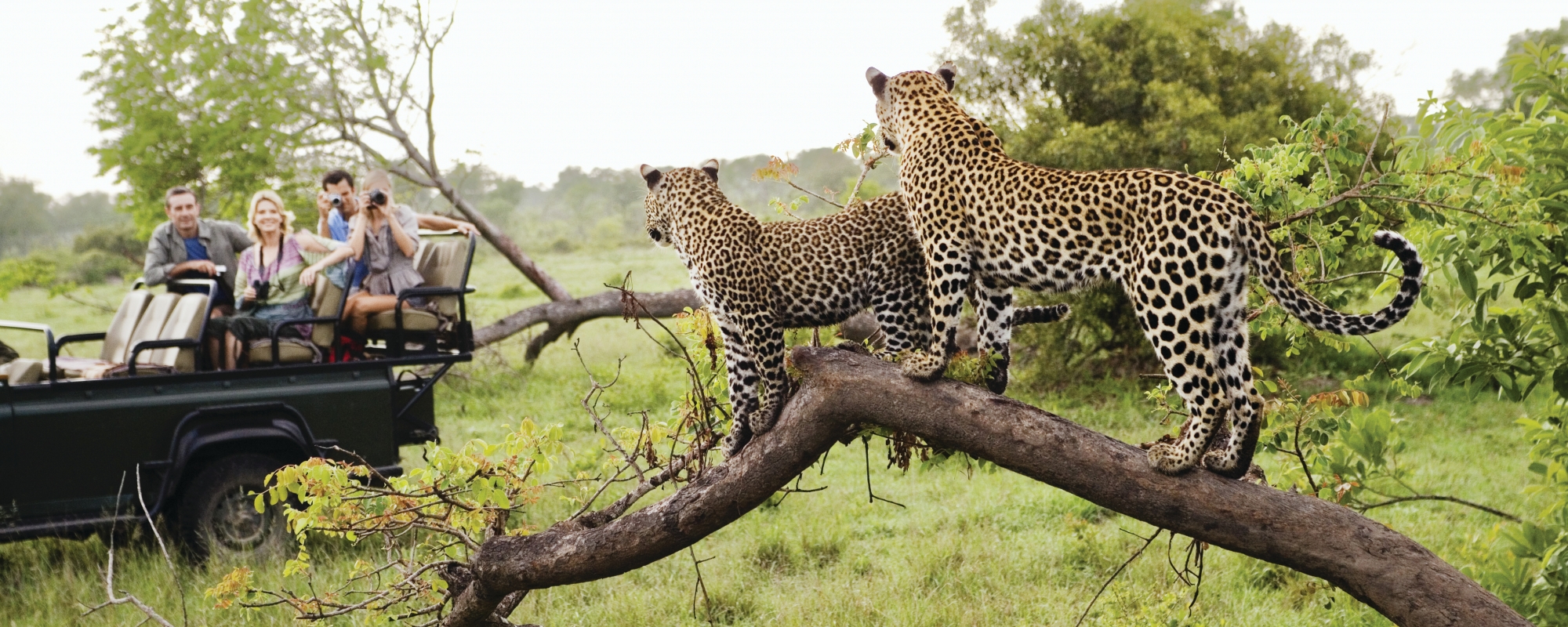 Cheetahs Safari